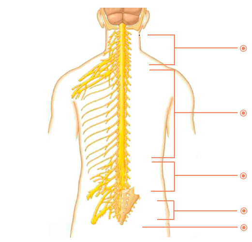 នៅទីកន្លែងដែល osteochondrosis